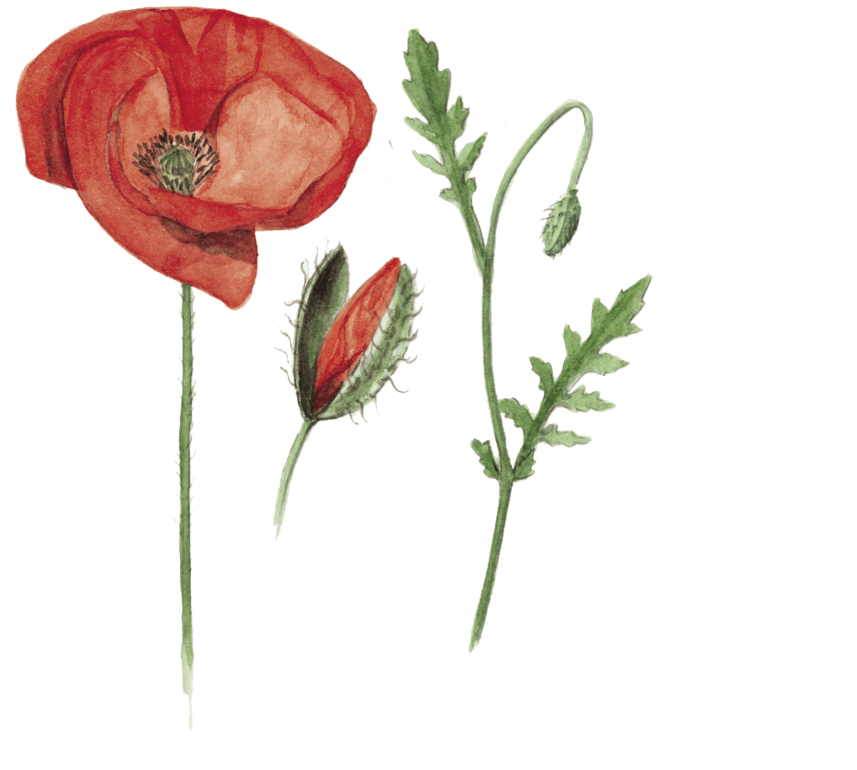 les jolies fleurs des champs