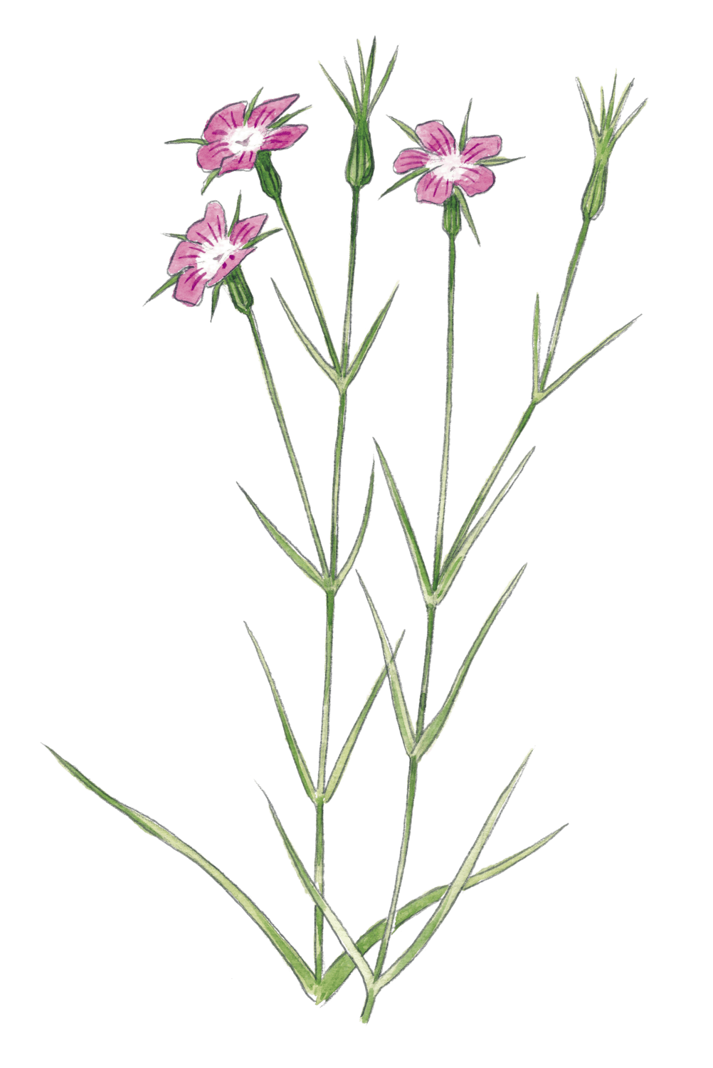 les jolies fleurs des champs