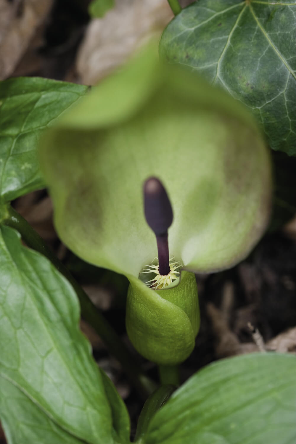 Fleurs carnivores ?