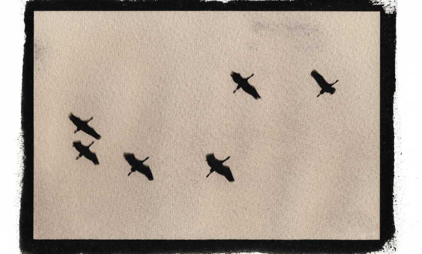 Le cyanotype ou l'infusion animale