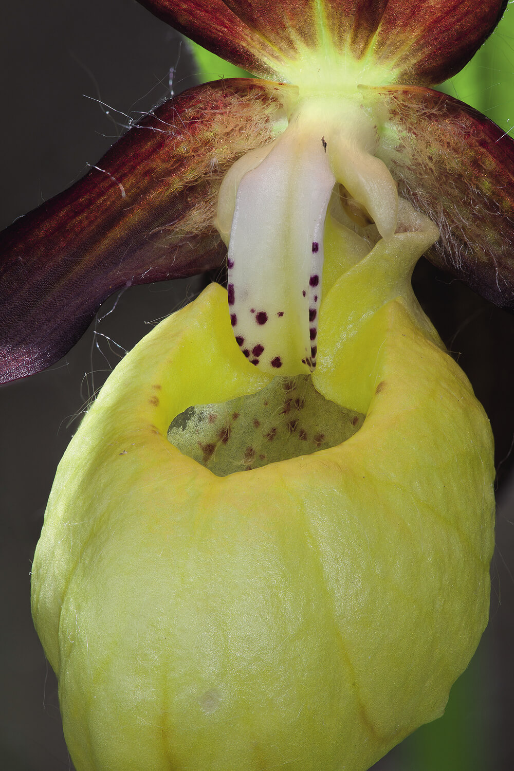 Fleurs carnivores ?
