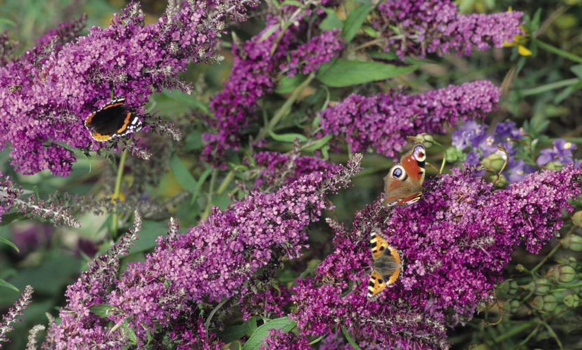 Pourquoi les plantes envahissantes sont-elles chaque printemps plus nombreuses ?