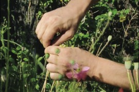 Récolter et semer des graines de fleurs sauvages