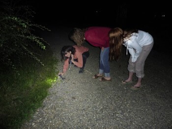 Bricolez vos jumelles pour observer les petits animaux la nuit