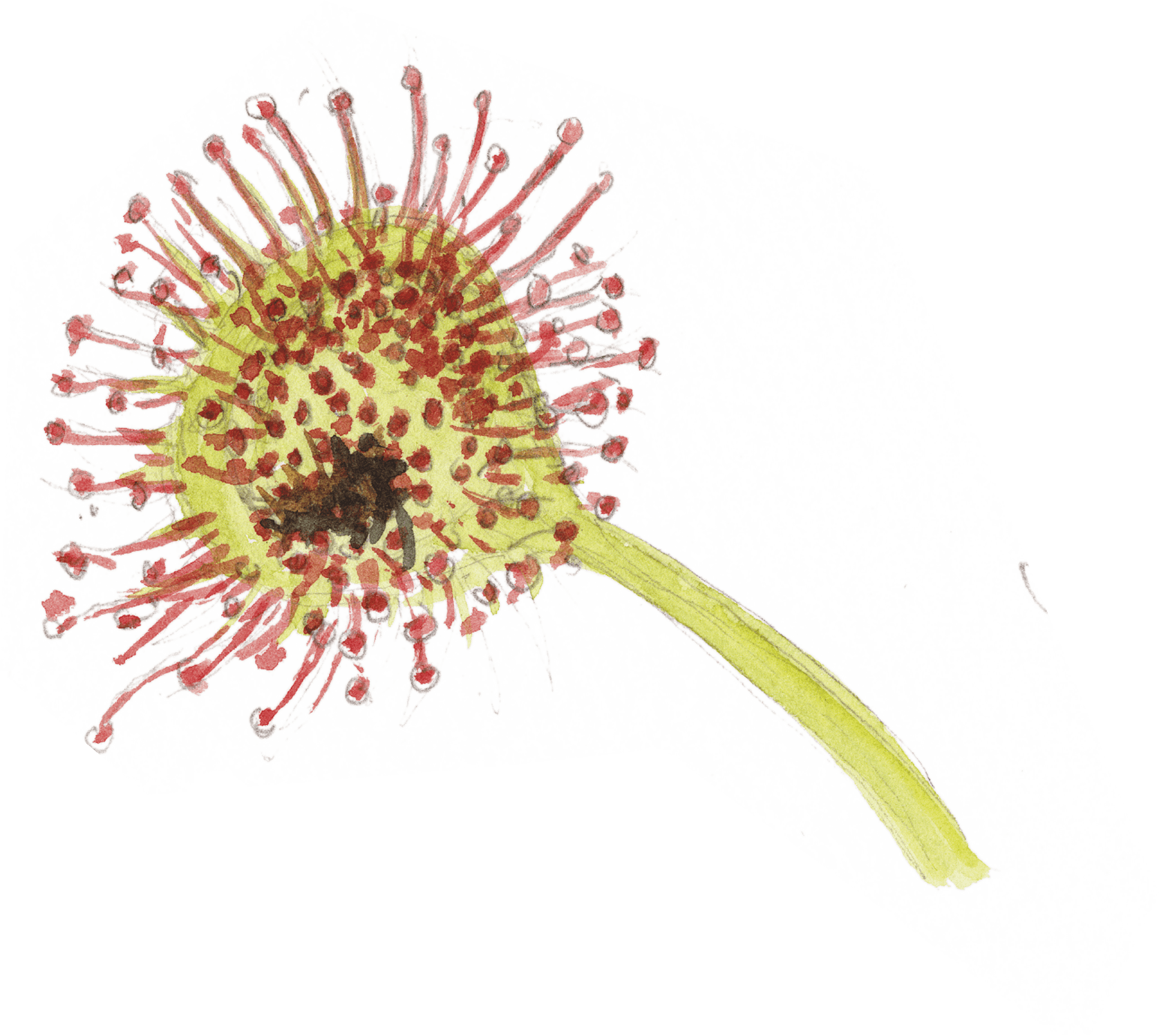 Les plantes carnivores en dix chiffres