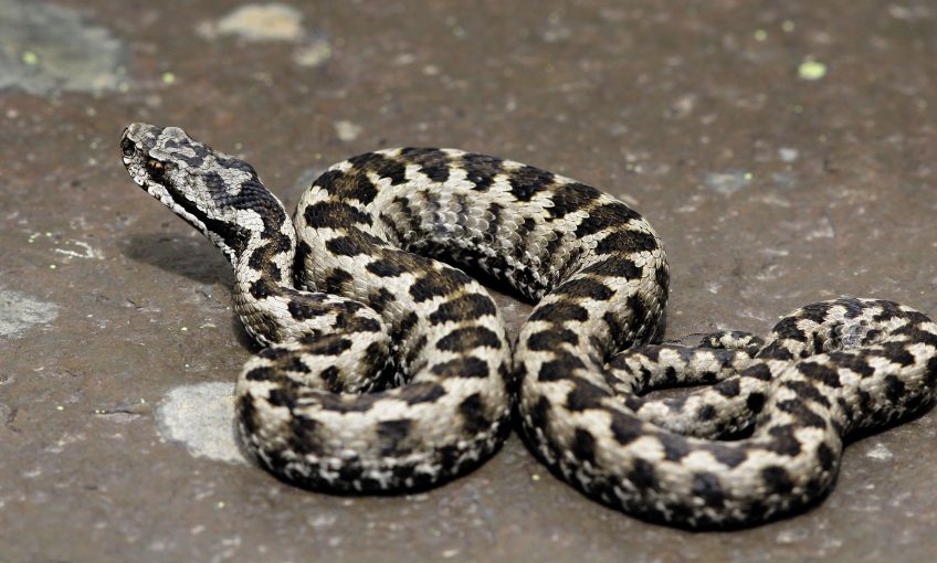 Pourquoi les reptiles aiment-ils prendre le soleil ?
