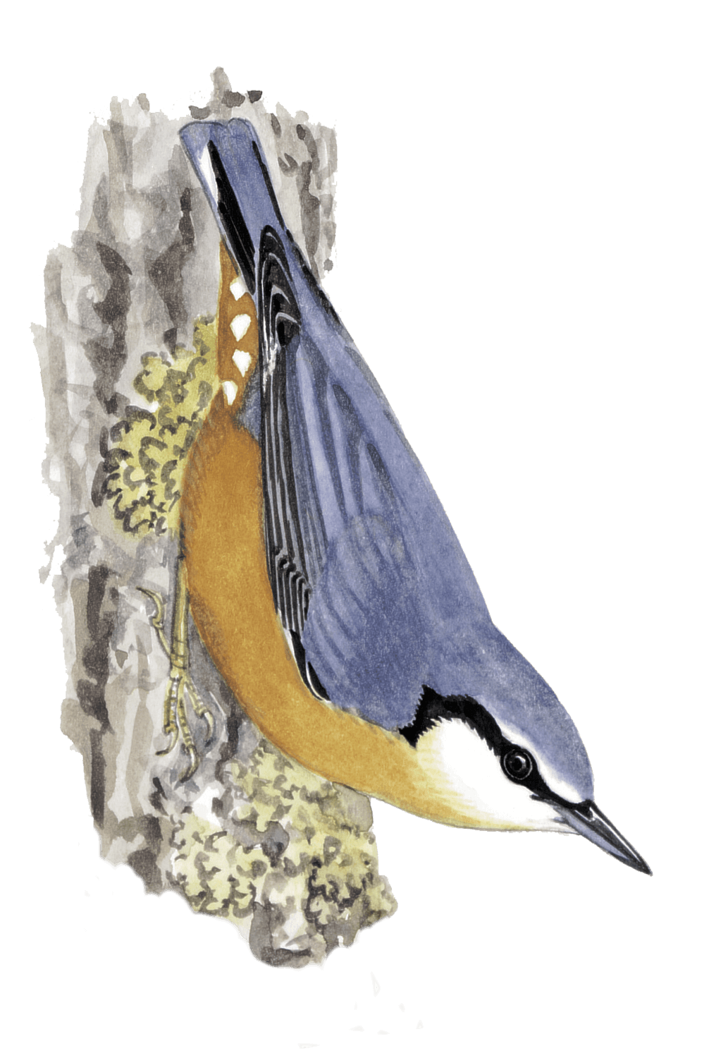Comment construire des nichoirs pour différents oiseaux du jardin