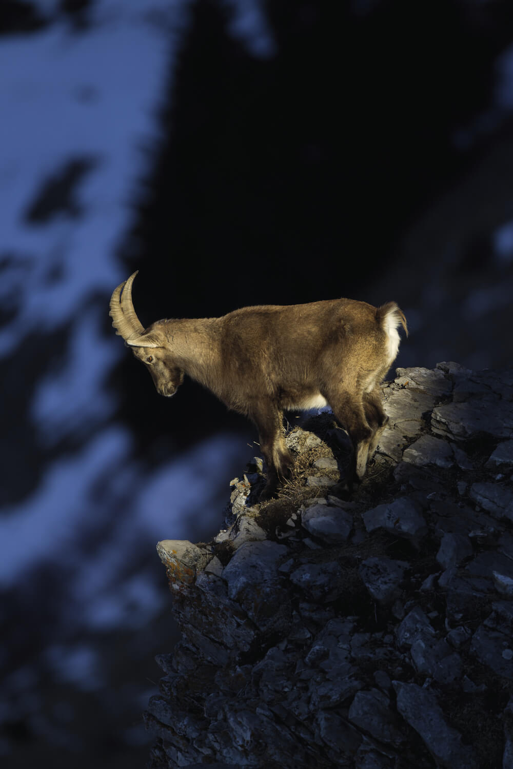 Le bouquetin, véritable équilibriste