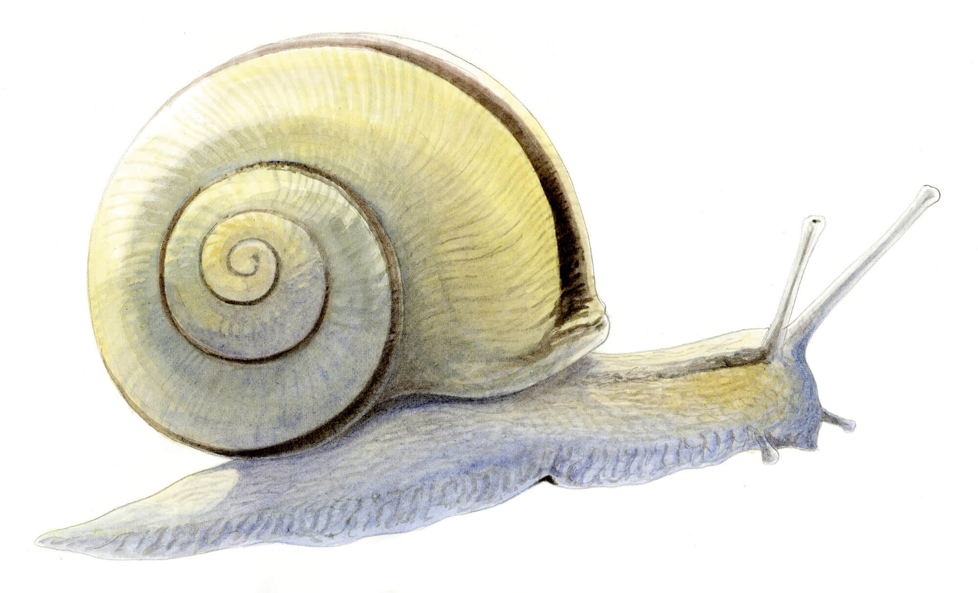 Secrets anatomiques de l'escargot épisode 1