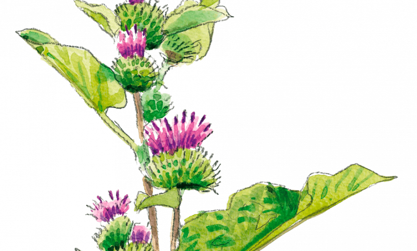 Les plantes préférées du papillon belle-dame