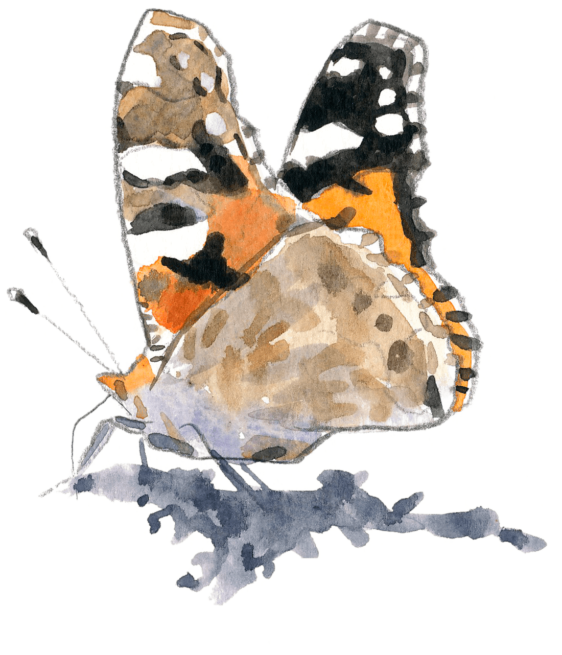 Les papillons sont de retour dans le jardin