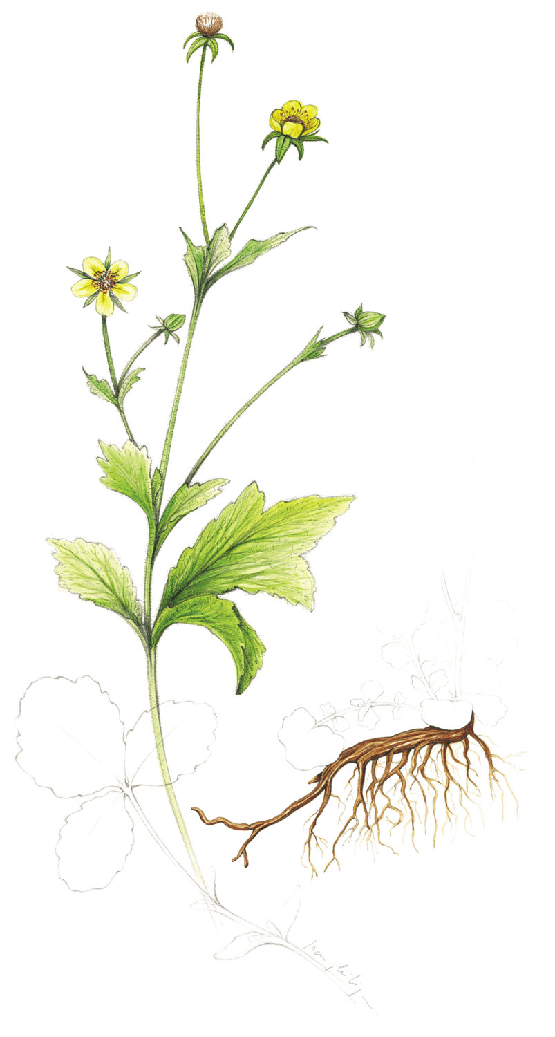 ecette naturelle : Tchaï épicé à la benoîte
