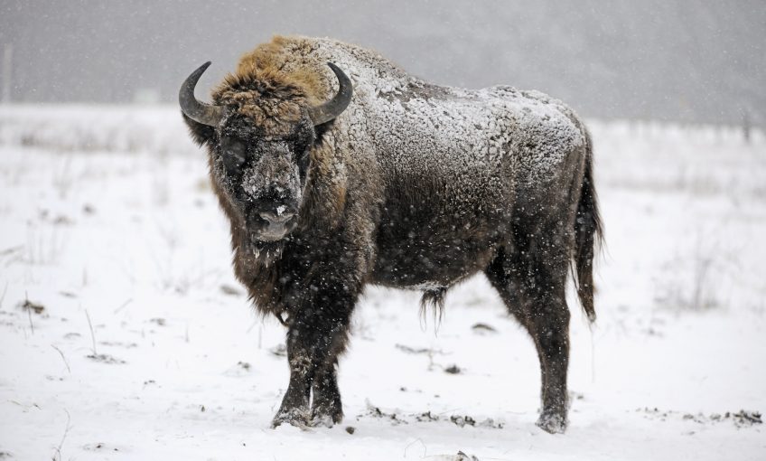 Retour du bison en Suisse ?
