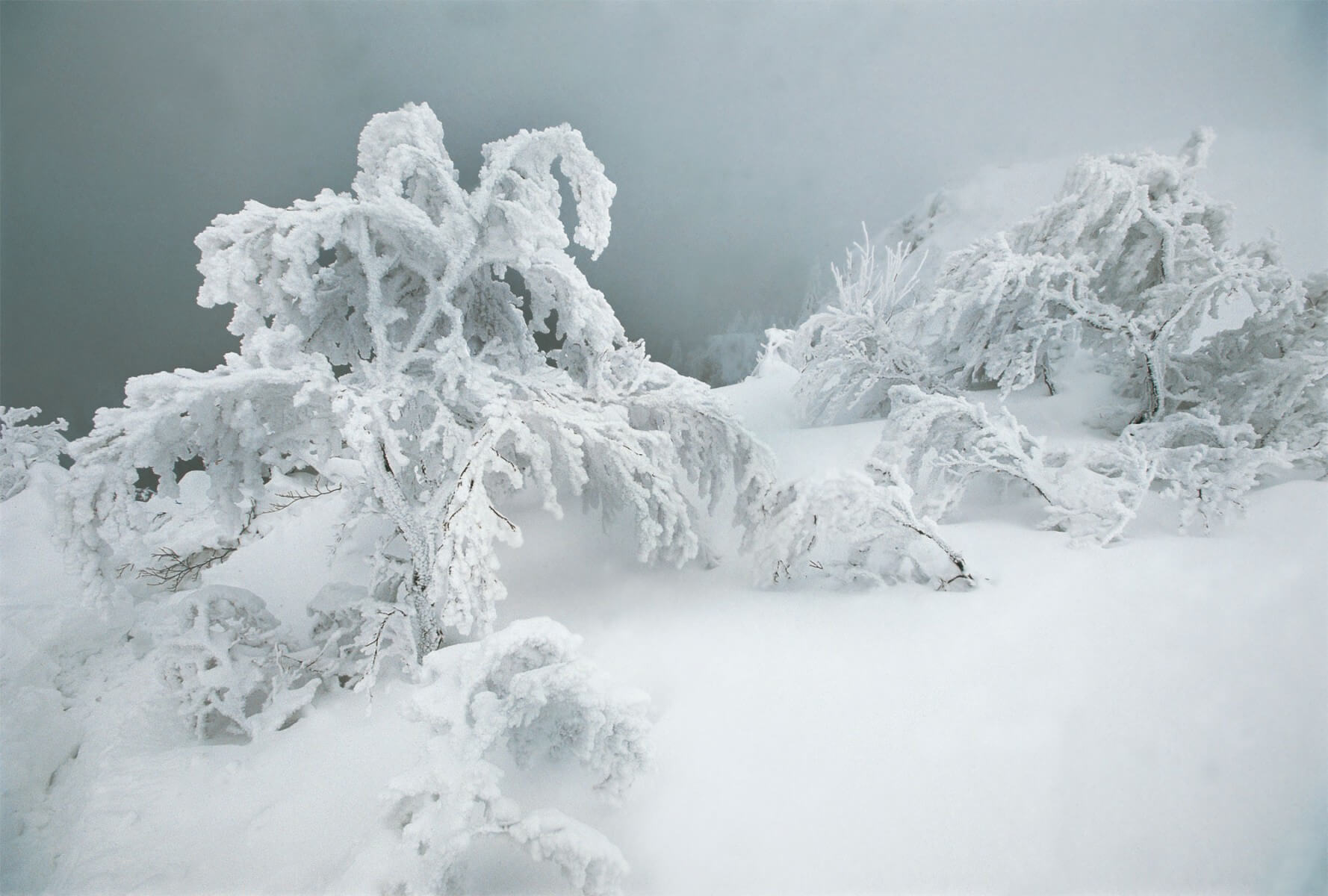 Sable fin et décoratif de couleur blanc neige : Sansibar Snow