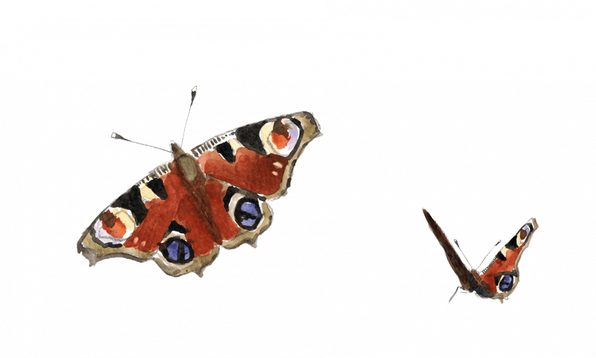 Un papillon caché dans le grenier