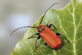 Les joueurs de violon dans la nature