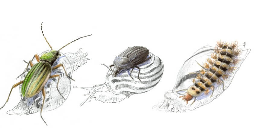 Voici la horde des prédateurs d'escargots