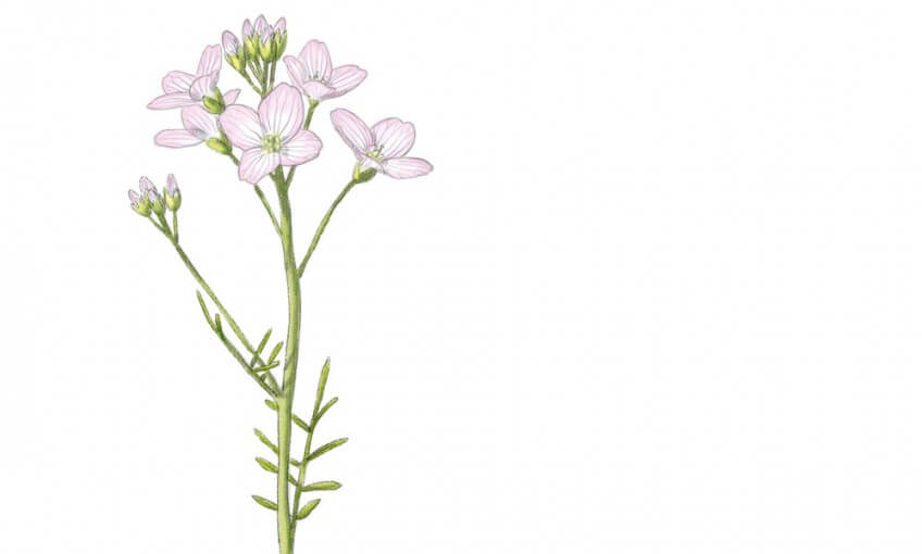La cardamine un chou à croquer