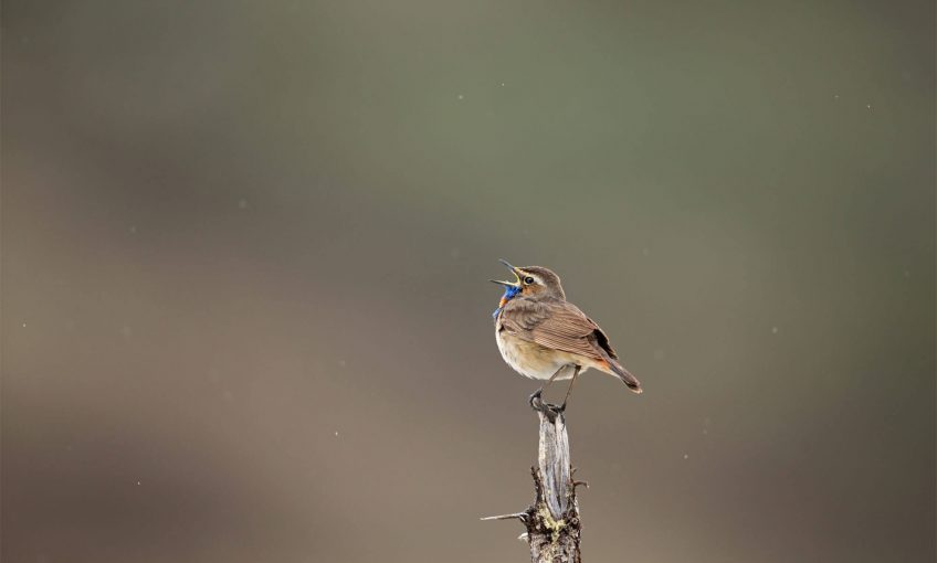 La gorgebleue soprano des landes