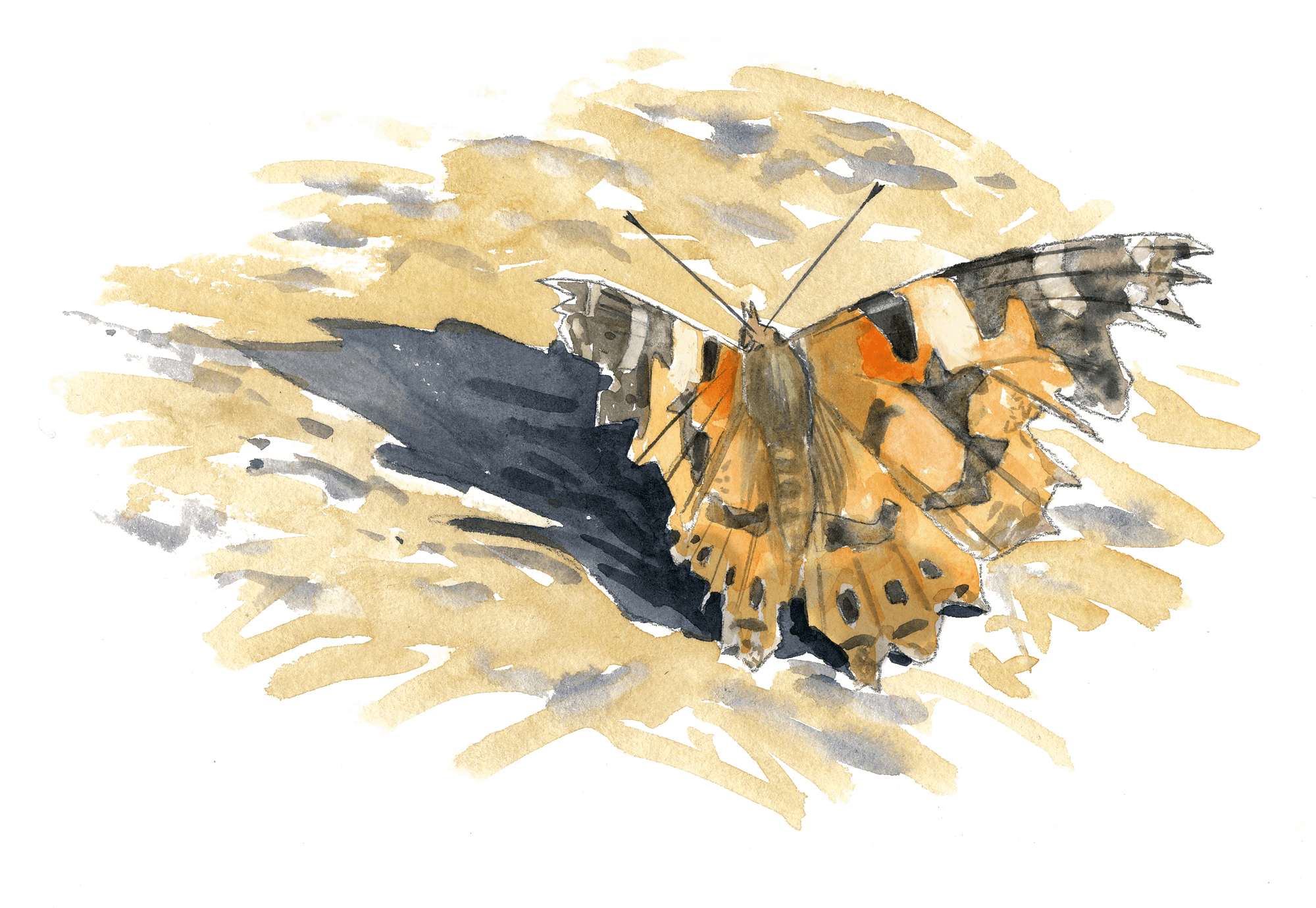 La grande migration des papillons belles-dames