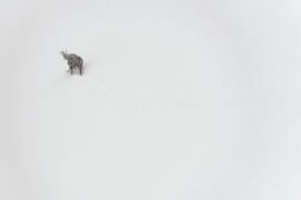 Chamois bravant la neige / © Vincent Munier