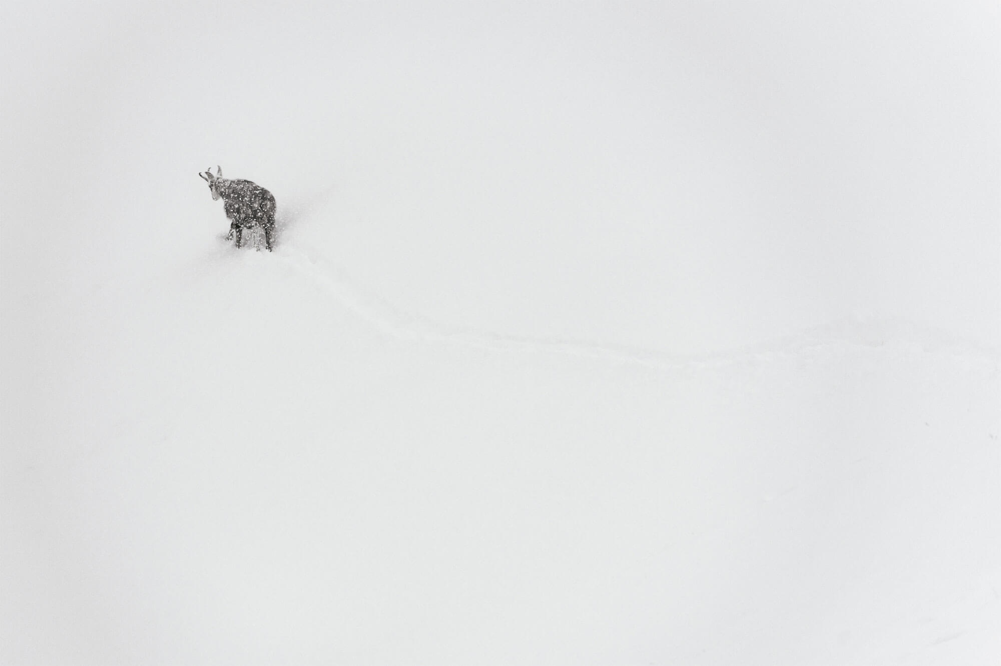Chamois bravant la neige