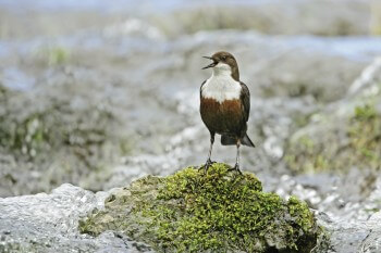 Le chant des oiseaux
