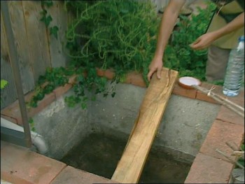 Hérisson : Transformez votre jardin pour l'accueillir