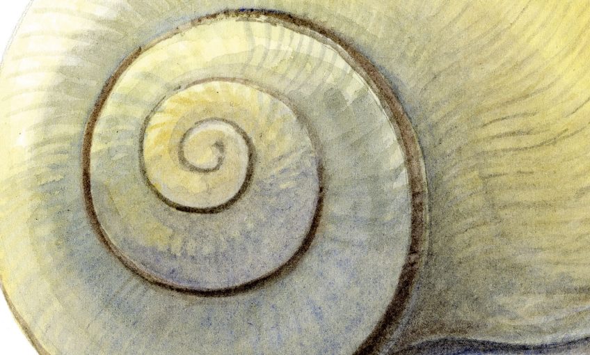 Secrets anatomiques de l'escargot épisode 1