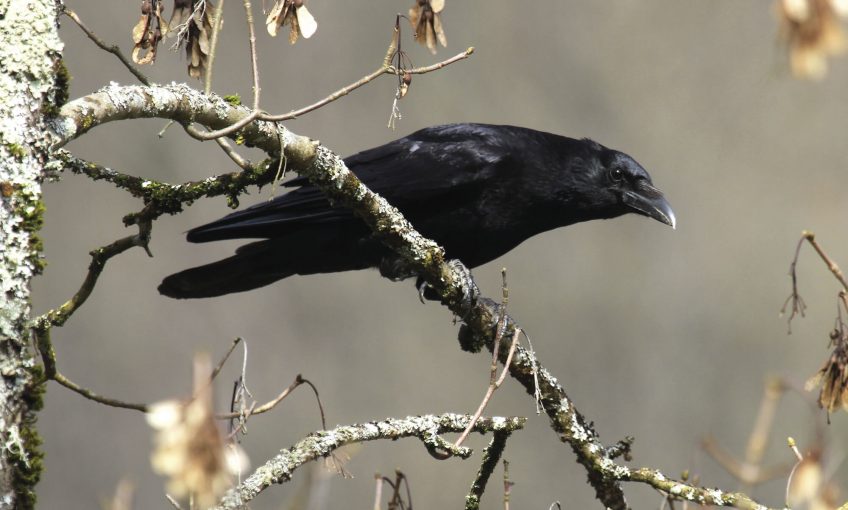SHOC programme de suivi des oiseaux en hiver