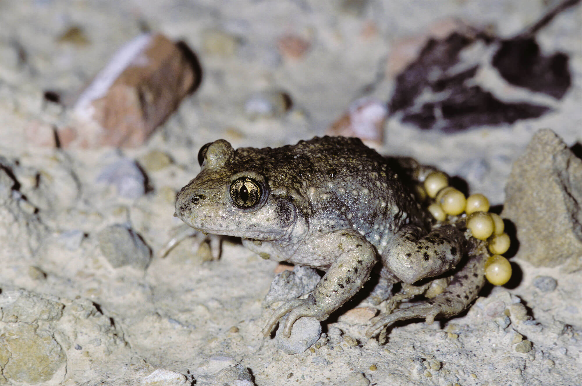 Crapaud accoucheur