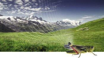 Les joueurs de violon dans la nature