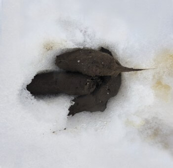 Suivre les traces du renard
