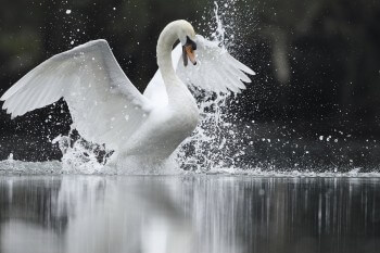 Le chant des oiseaux