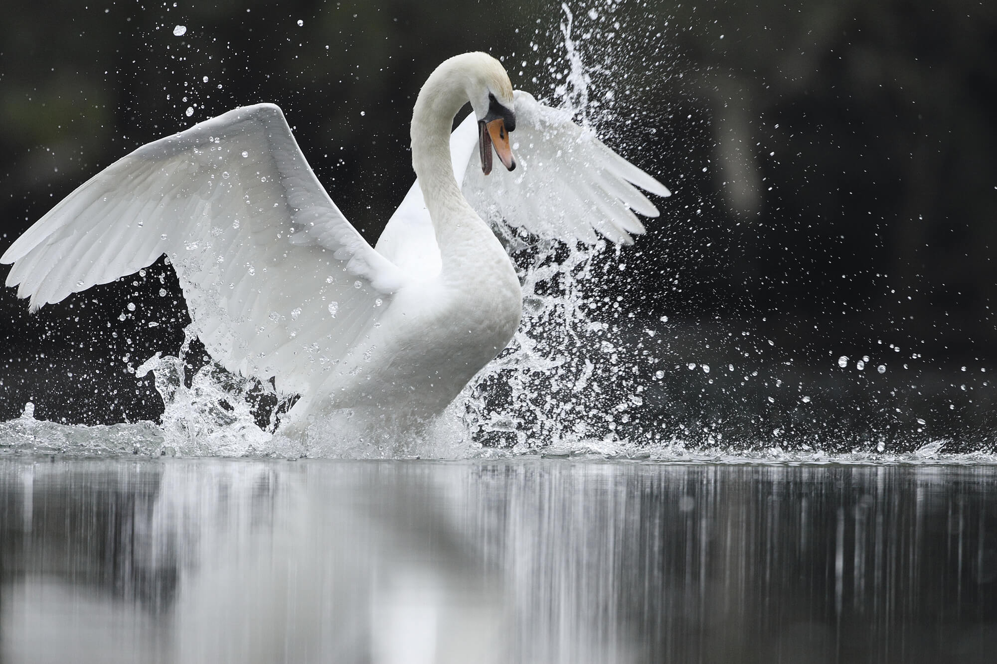 Le chant des oiseaux