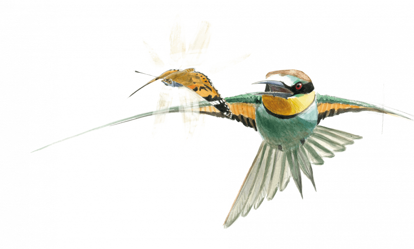 La grande migration des papillons belles-dames