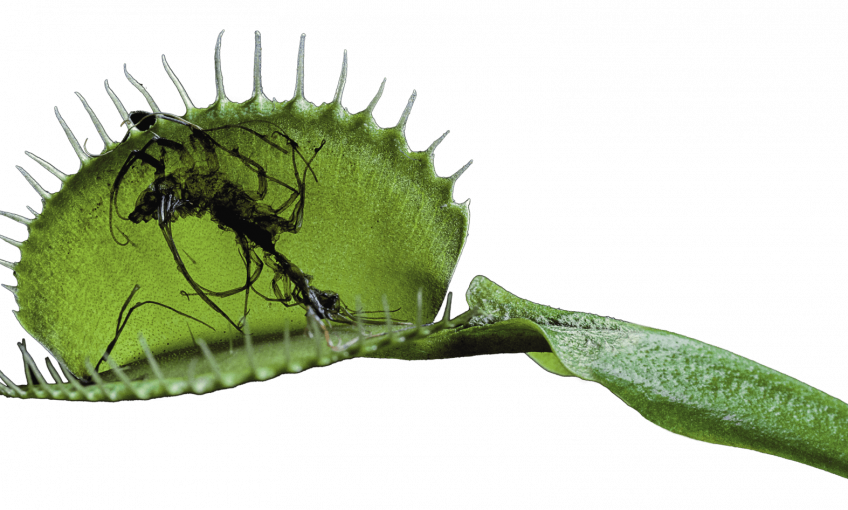 La mort par la plante carnivore