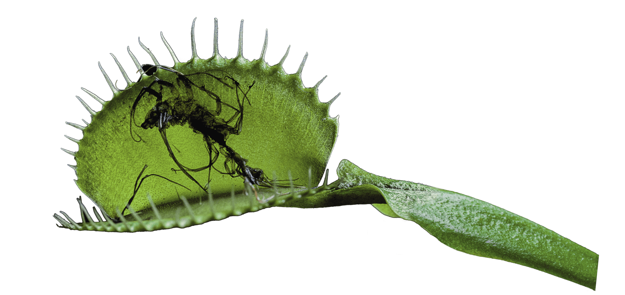 La mort par la plante carnivore