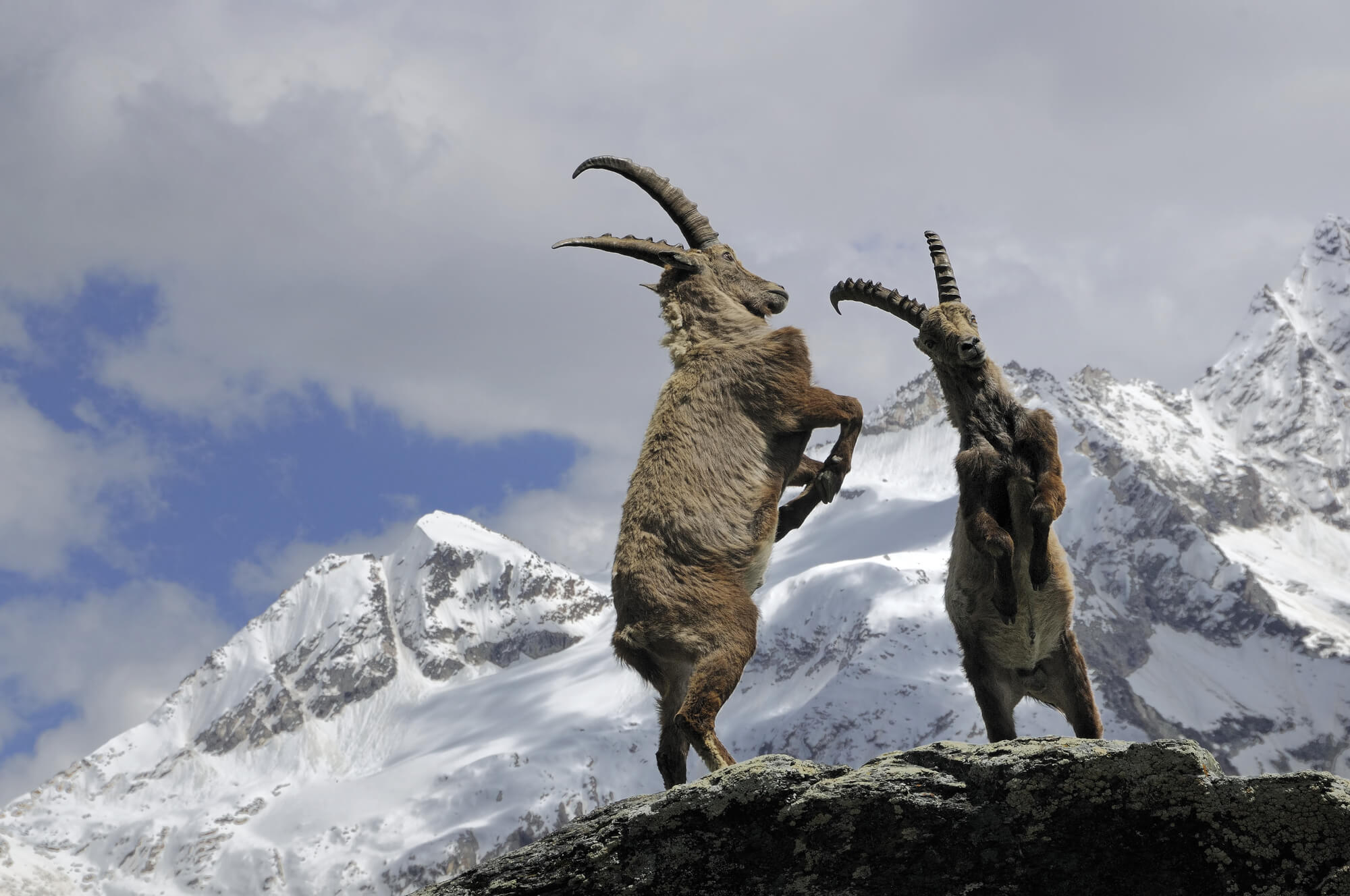 Duel de bouquetins