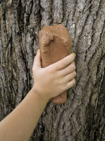 Réaliser un moulage d'écorce d'arbre