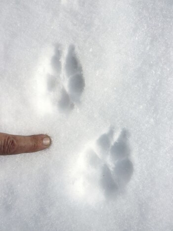 Suivre les traces du renard