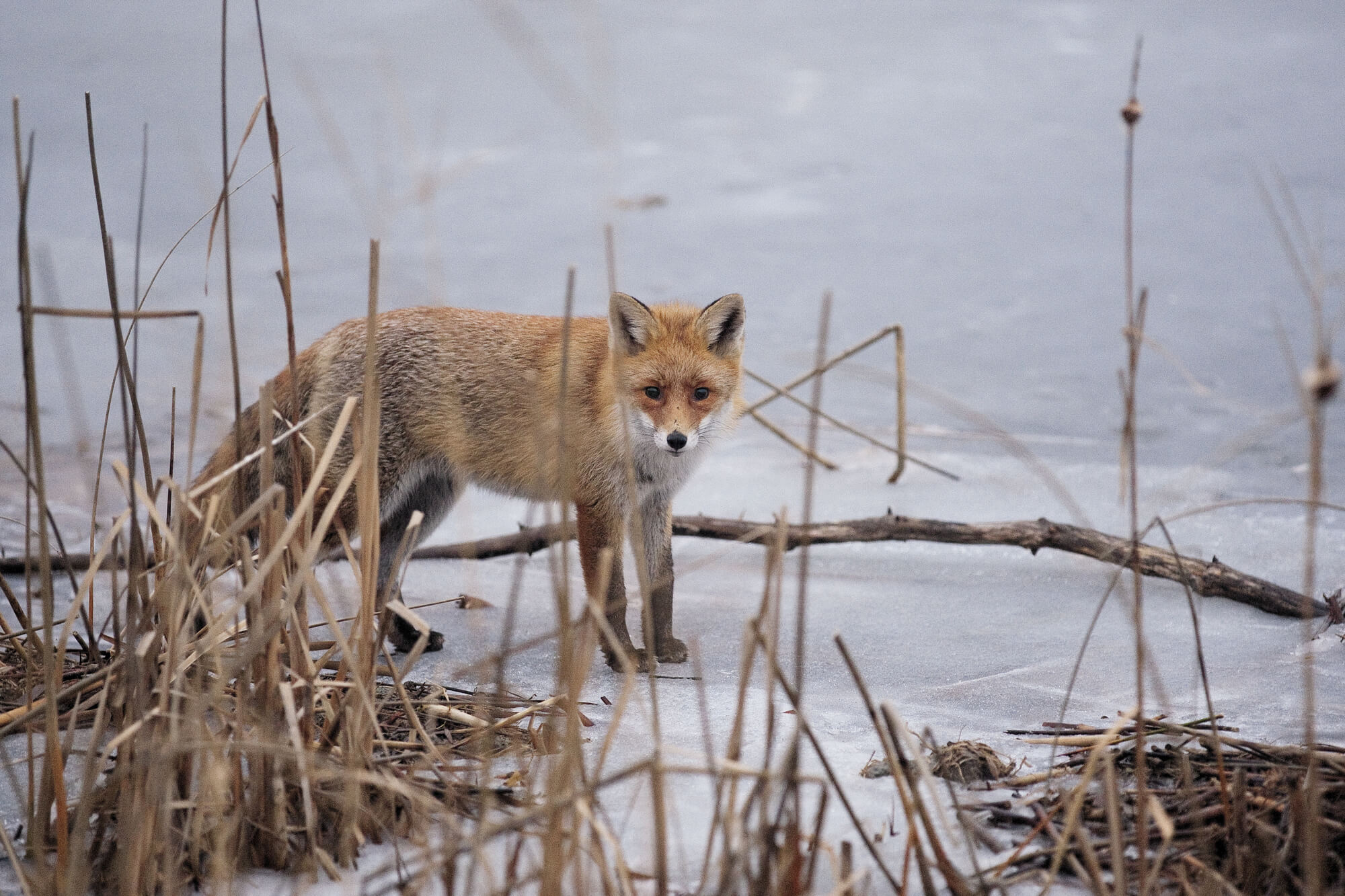 Suivre les traces du renard