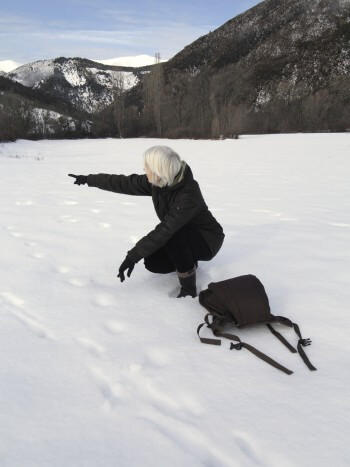 Suivre les traces du renard