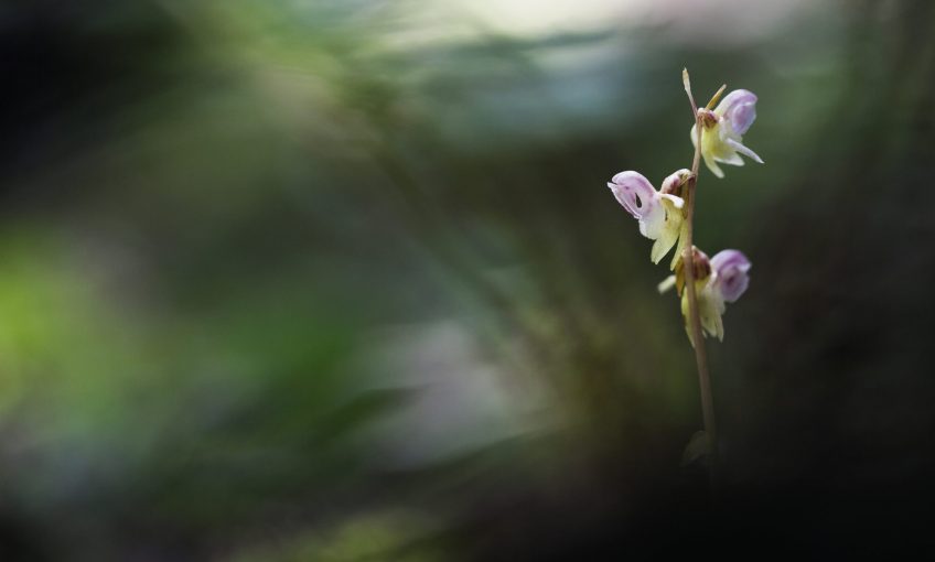 L'épipogon, orchidée de l'ombre