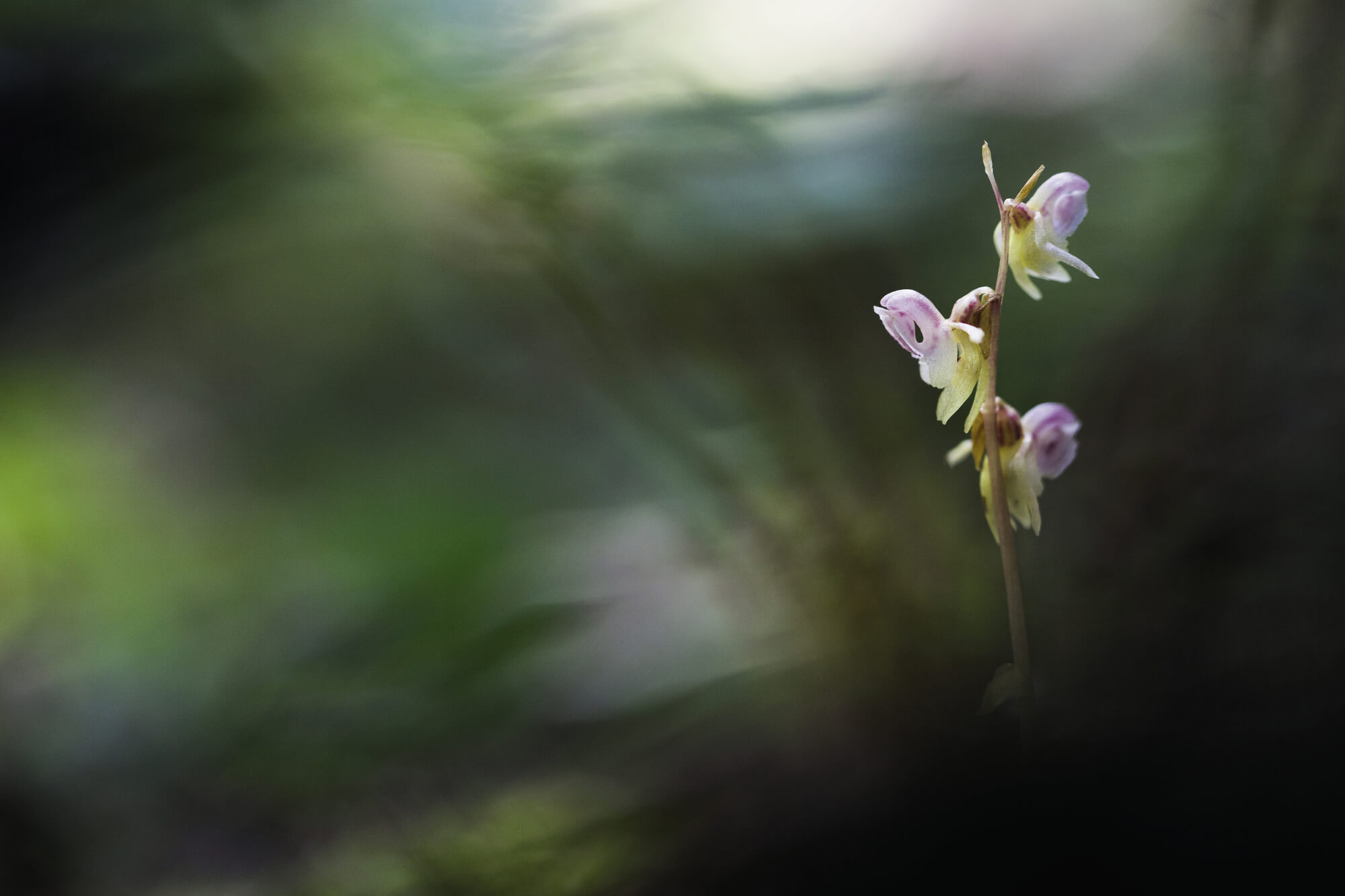 L'épipogon, orchidée de l'ombre
