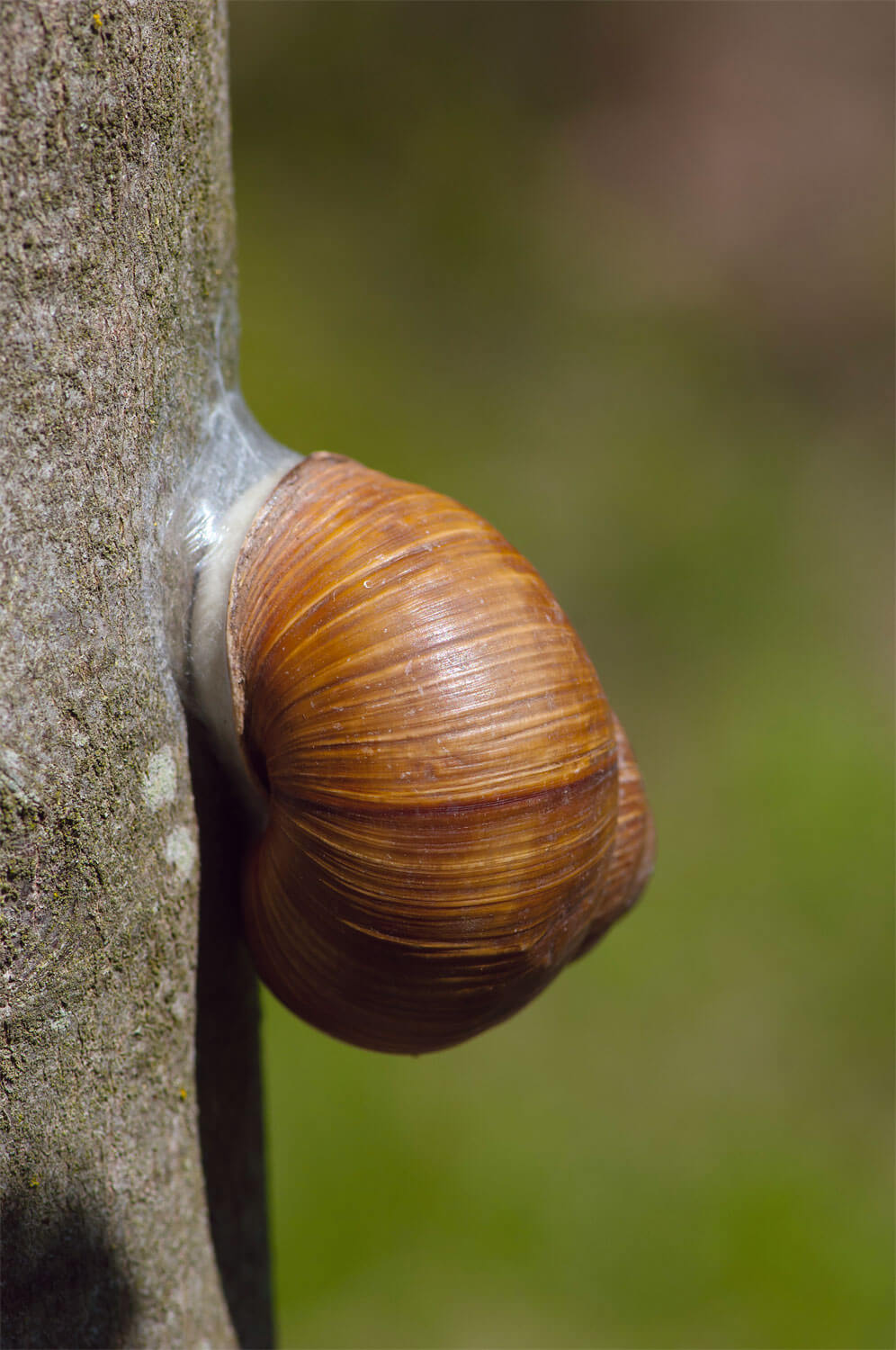 Le soleil est l'ennemi principal de l'escargot