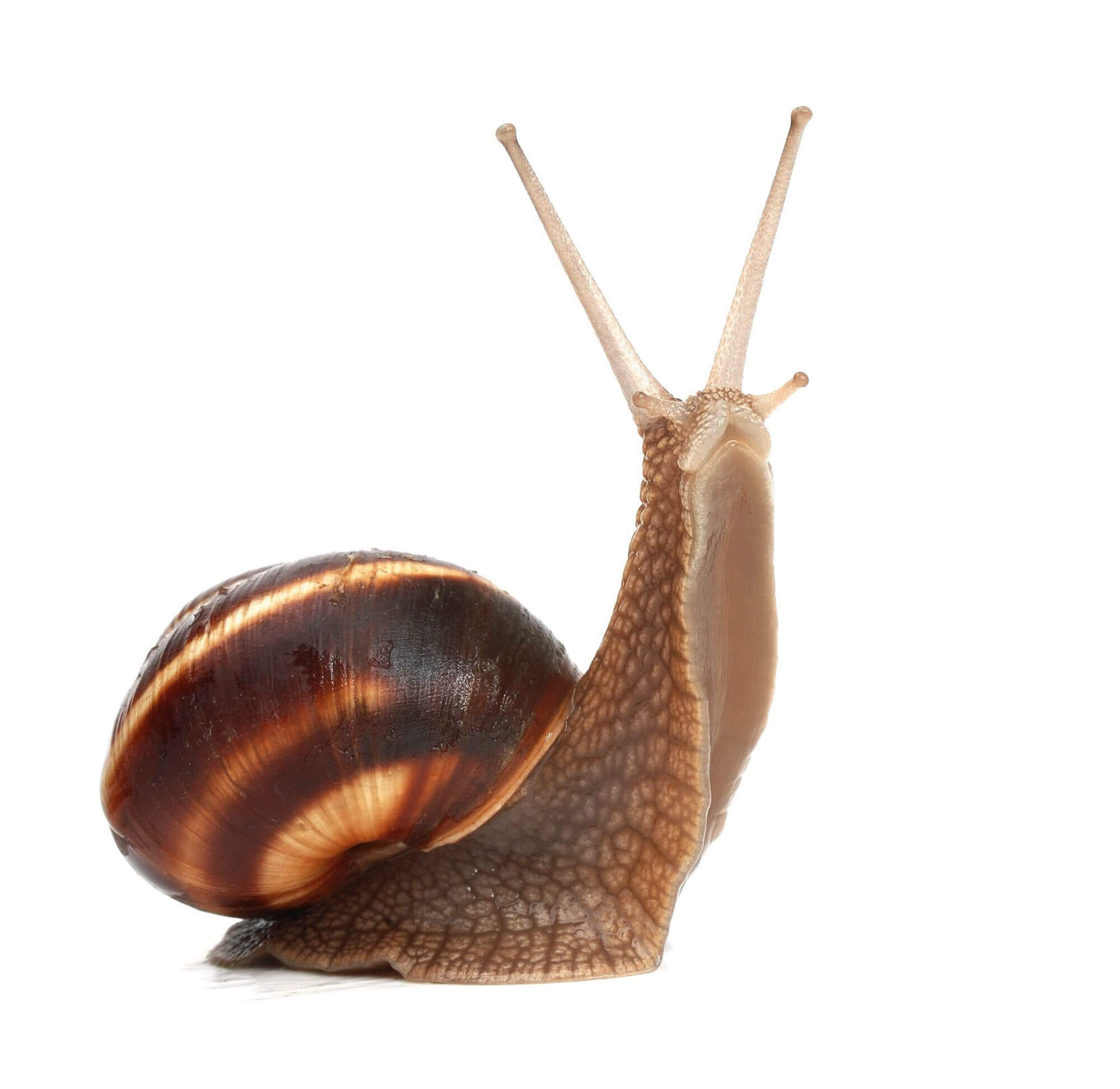 L'escargot marche sur un pied