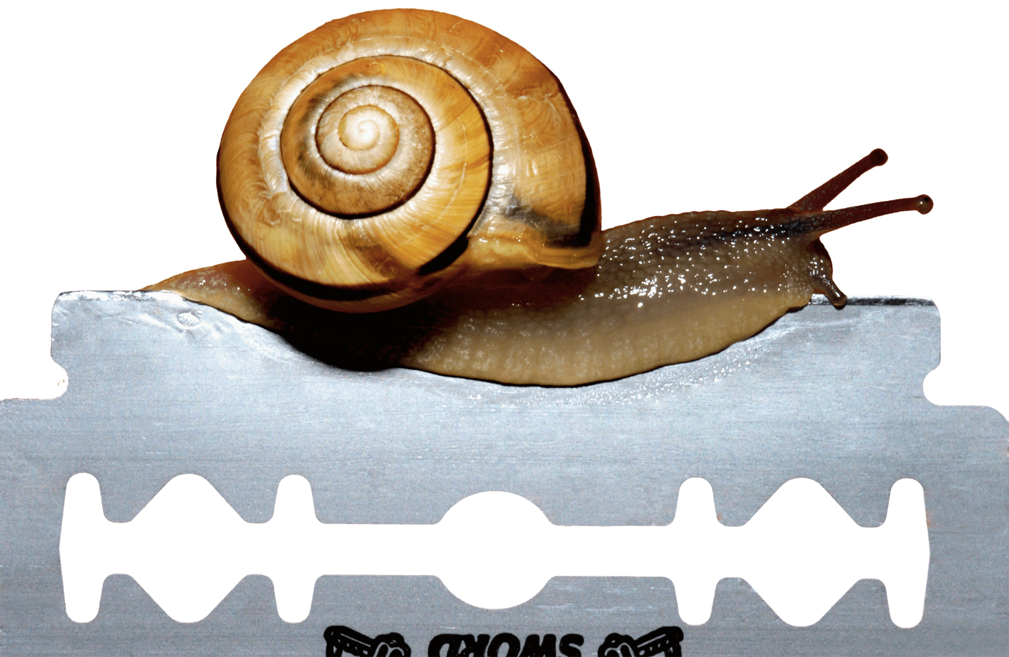 L'escargot marche sur un pied