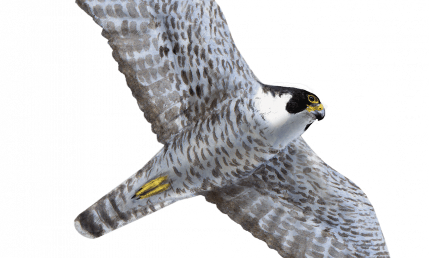 Le quiz rapaces