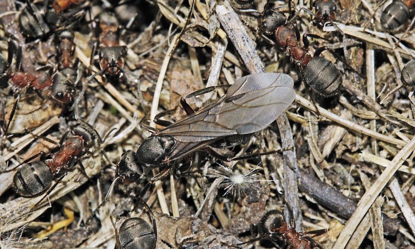 Pourquoi certaines fourmis ont des ailes ?